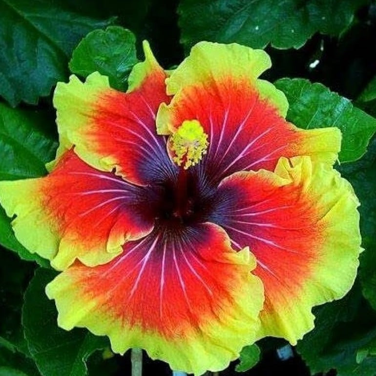 American Hibiscus Plant For Gardening