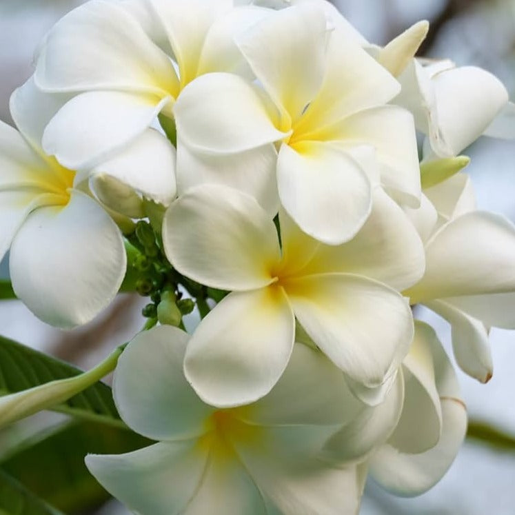 Plumeria Flowers Plant(White)For Gardening