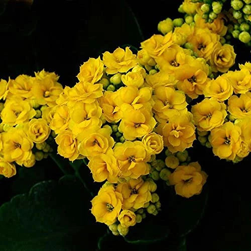 Kalanchoe Flower Plant