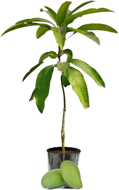 Amrapalli Mango Fruit Plant (Grafted.)