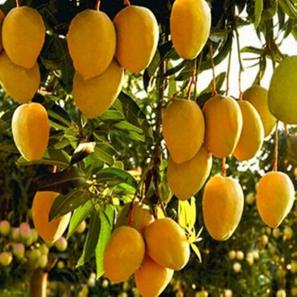 Mango Tree (Alphonso, Grafted) - Plant