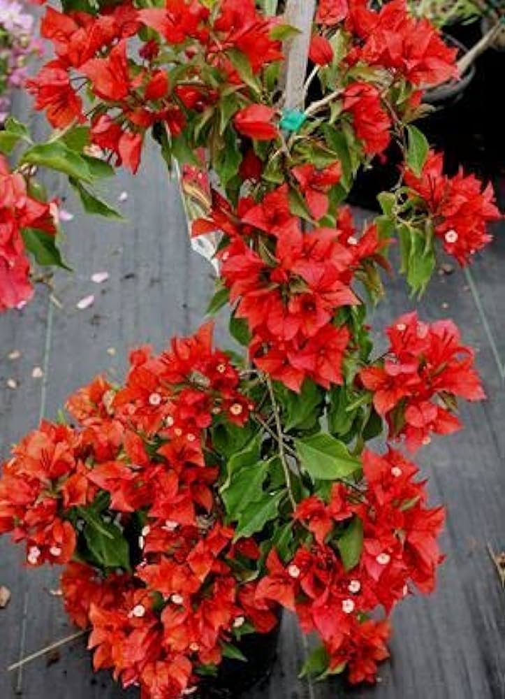 (Gardenershub) Bougainvillea(Red Colour)flower plant