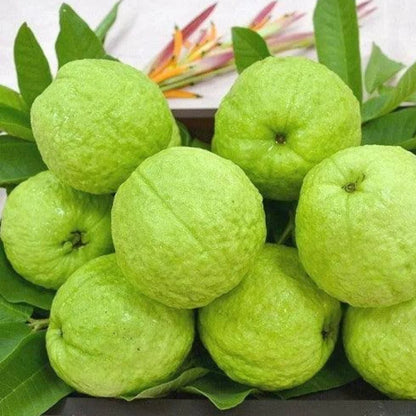 Allahabad Safeda Guava Variety Fruit plant (Grafted/Air Layering)