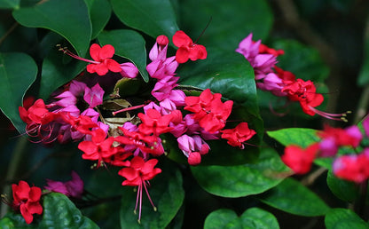 Bleeding Heart Vine Flower plant (Red)