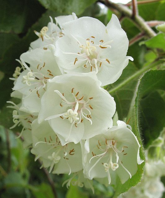 Dombeya- Flowers Plant (White Colour)-(Gardenershub)