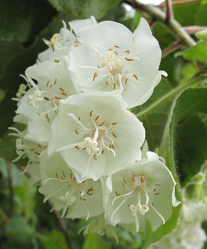 Dombeya- Flowers Plant (White Colour)-(Gardenershub)