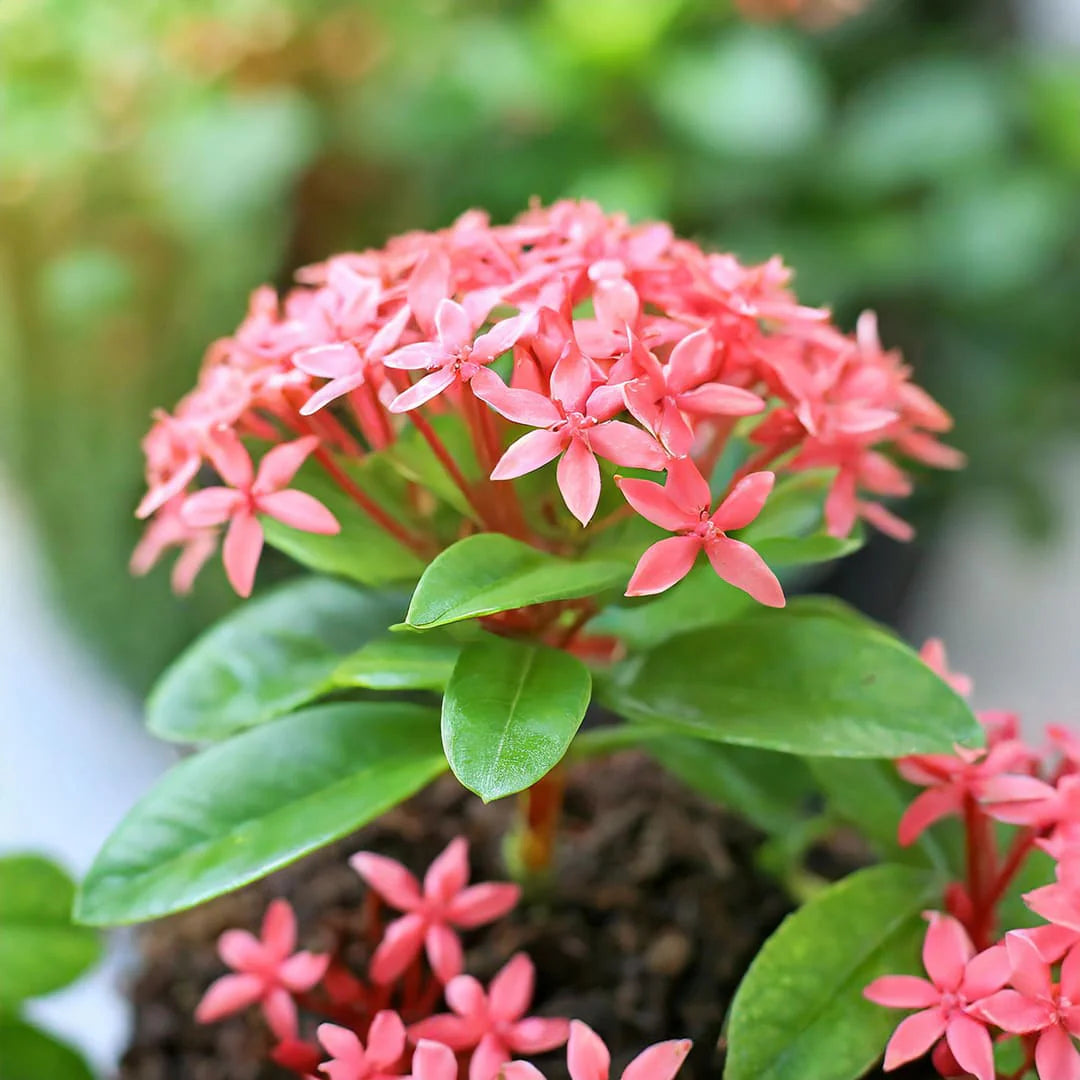 Chinese Ixora Flower Plant (Pink)-(Gardenershub)