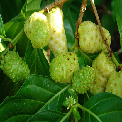 Noni/cheese fruit - Fruit Plants & Tree