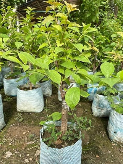 Multi-Grafted Bougainvallea Plant(4-6 colour)