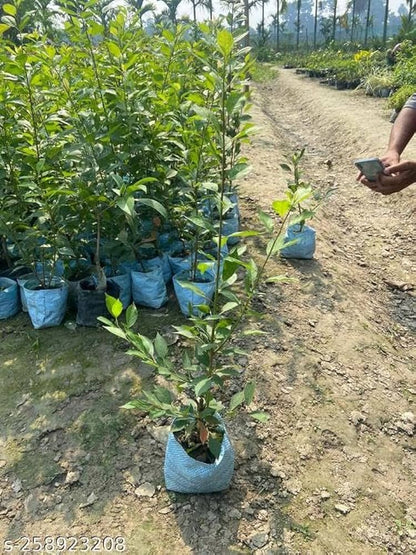 Hybrid Alubukhra- Grafting Fruit Plant