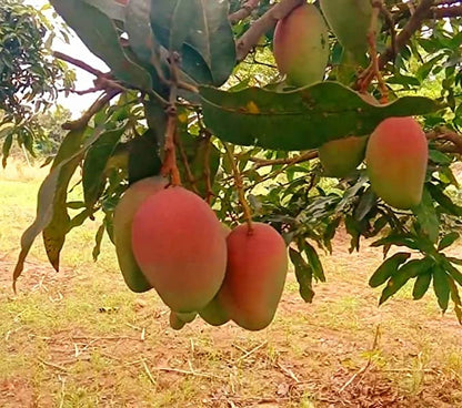 Pusa Surya Mango Plant-Grafted Variant Plant.