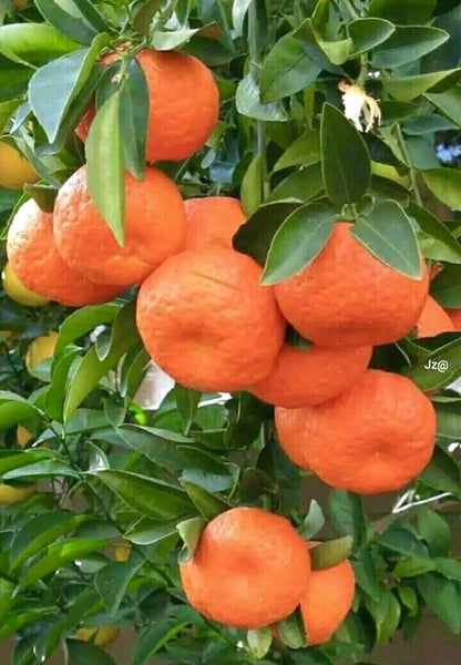 Nagpur Orange Fruit  Plant-Grafted