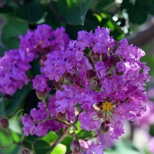 Furush Flowers Plant (Purpel Colour)