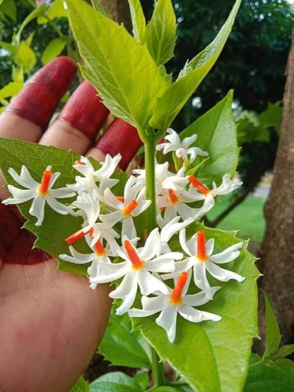 Mini Scented Parijat Dwarf Flower Plant