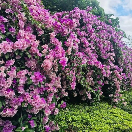 Garlic Vine   Flower Plant For Gardening