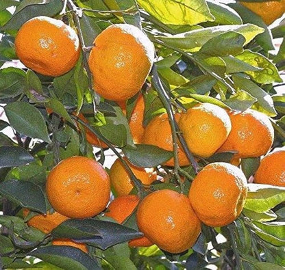 Mandarin Orange Fruit  Plant-Grafted