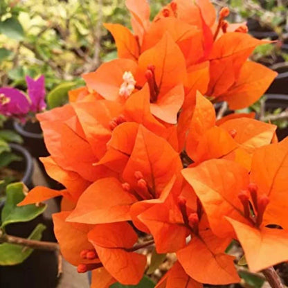 Bougainvillea Flower Plant Orange Plant