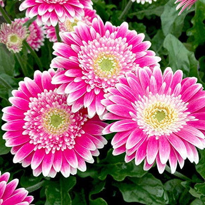 Gerbera  Perennial Flower Plant (Purple Shed)