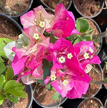 Eight Colour Bougainvillea flower plant