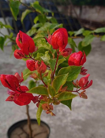 Red Tanglong Bougainvillea flower plant