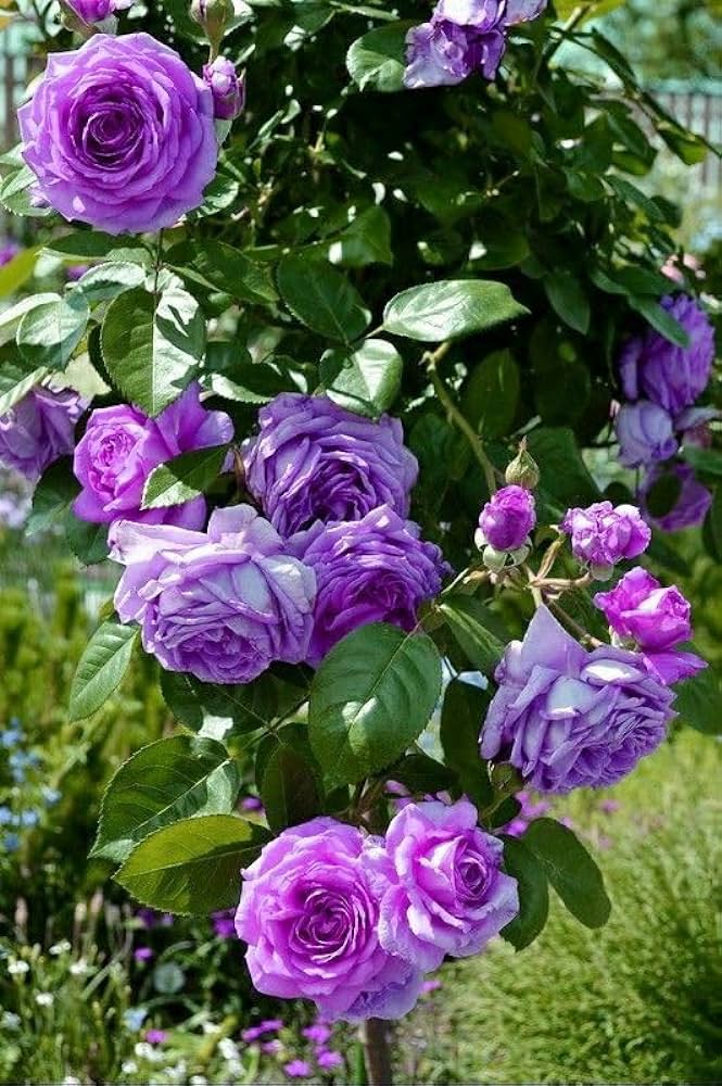 Climbing Rose Flower Plants(Purple)