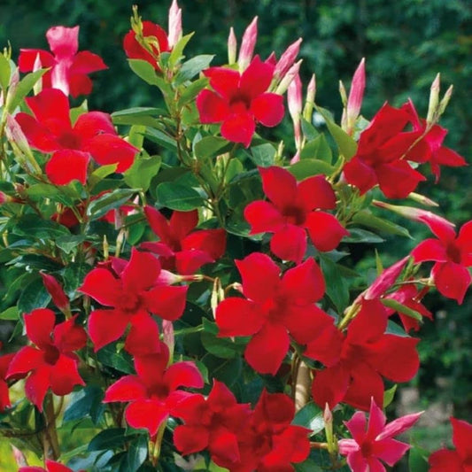 Mandevillea Flowers Plant Red Colour