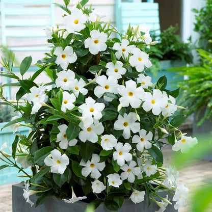 Mandevilla (White)Flowers Plant For Home Garden