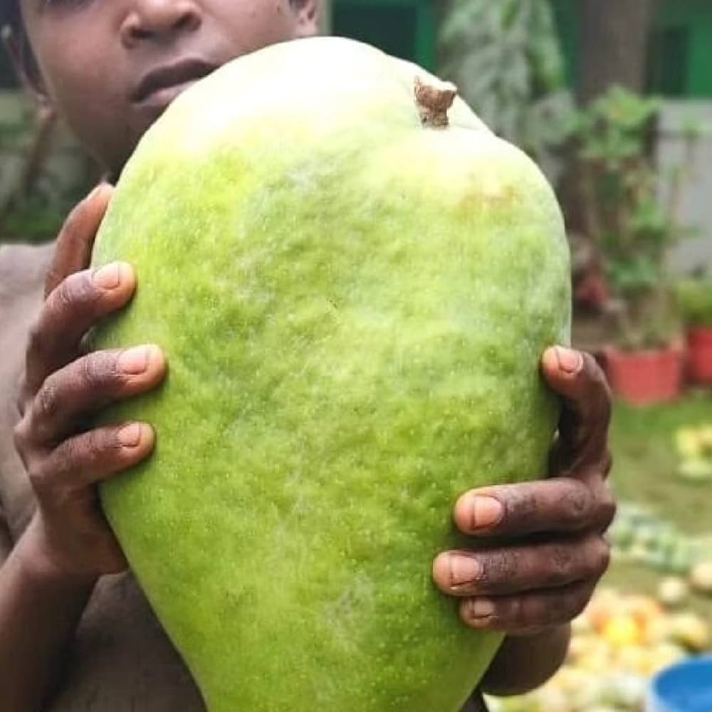 Hybrid Noorjahan Mango Fruit  plant