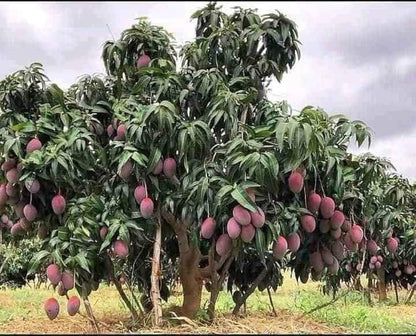 Hybrid Pulmer Mango Fruit  Plant