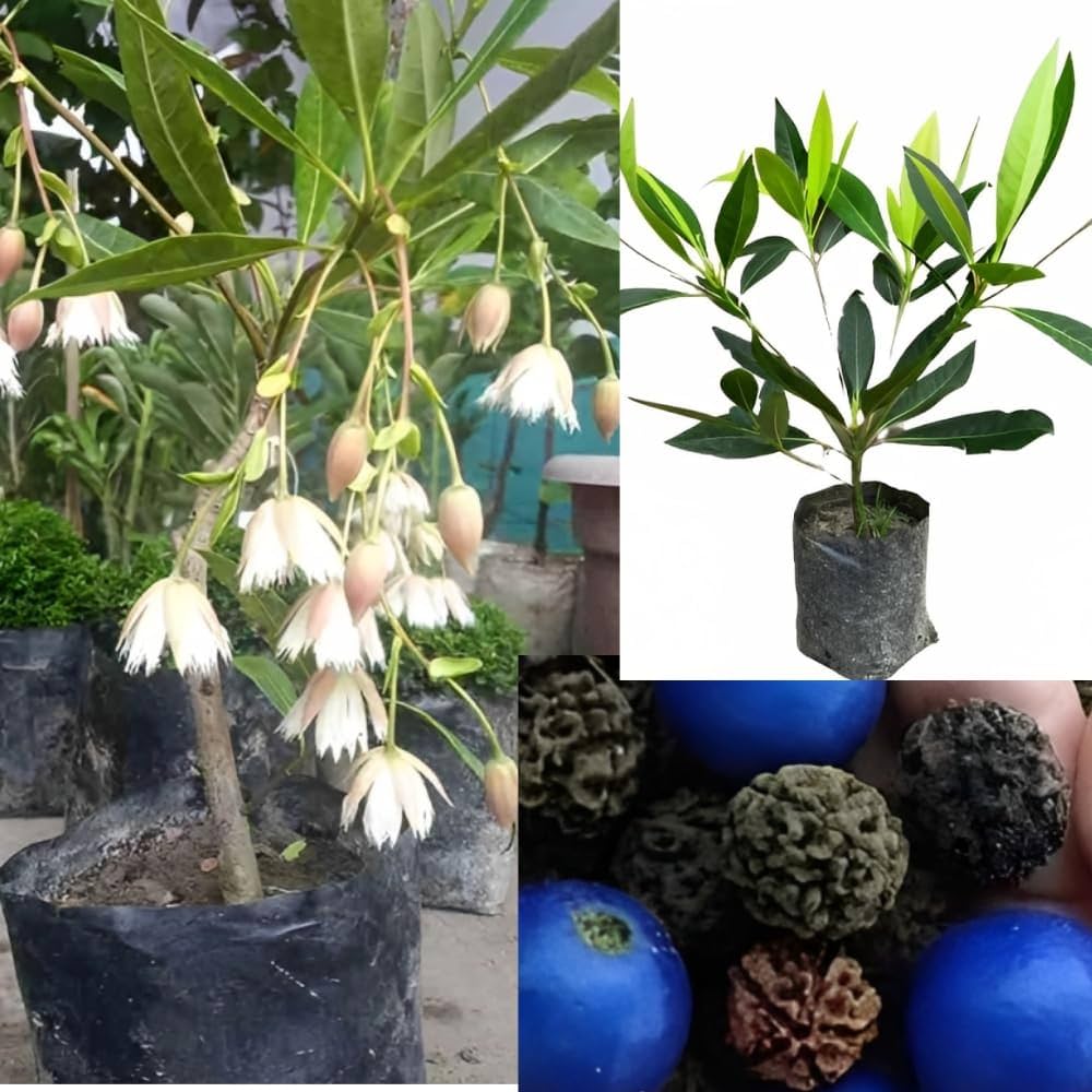 Hybrid Rudraksha  Plant For Home Garden