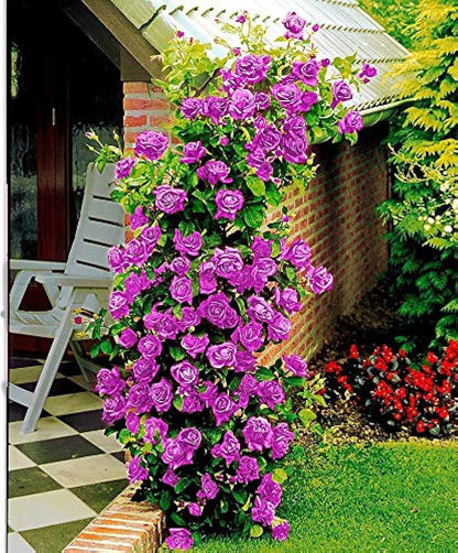 Climbing Rose Flower Plants(Purple)