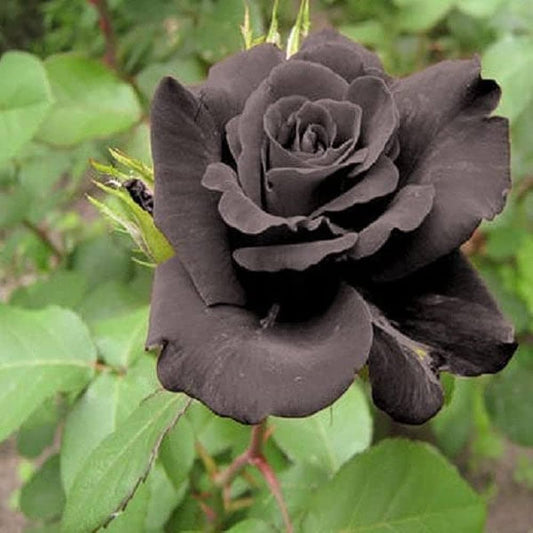 Black Rose Grafting Flower Plant