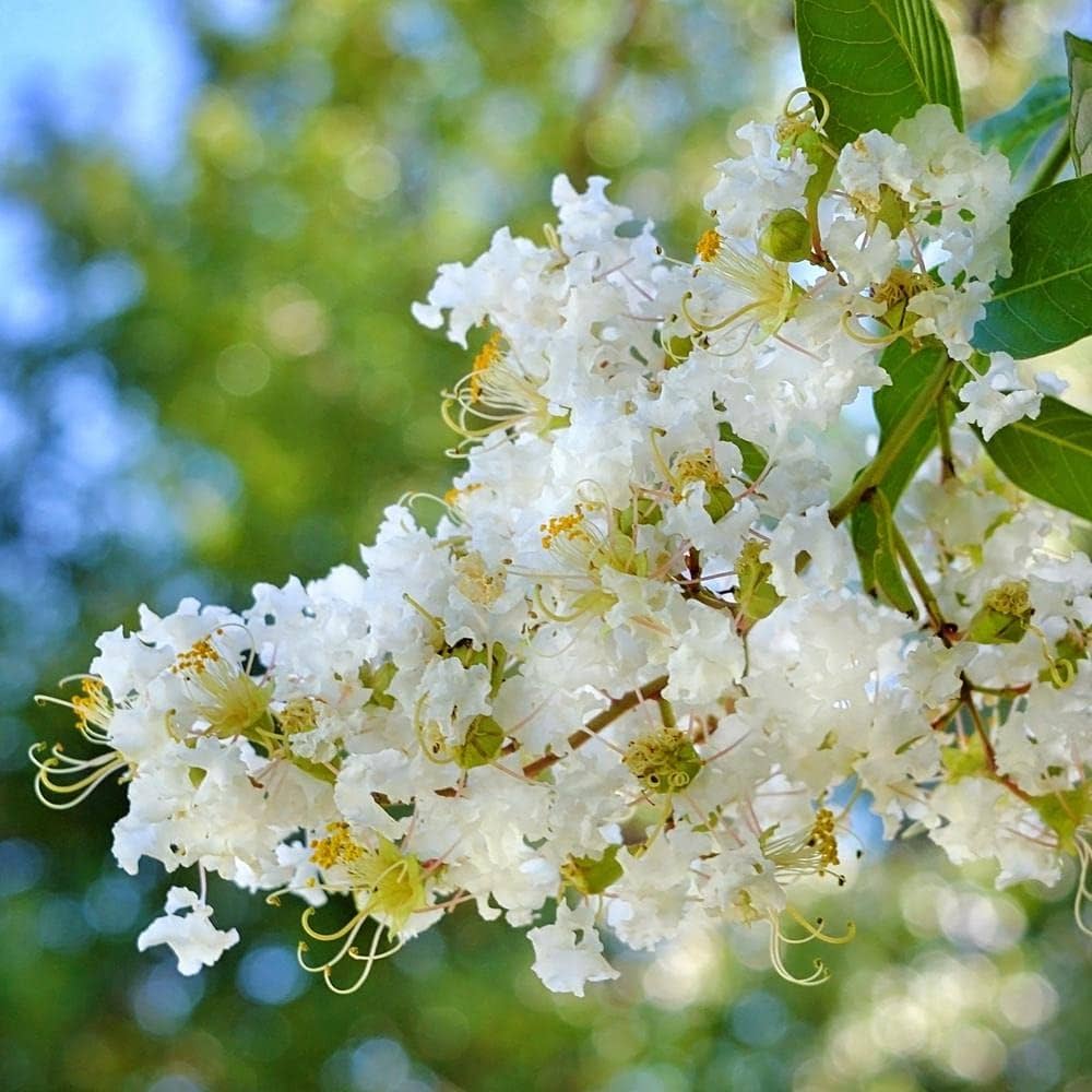 Frush Flowering Plant (White Colour)