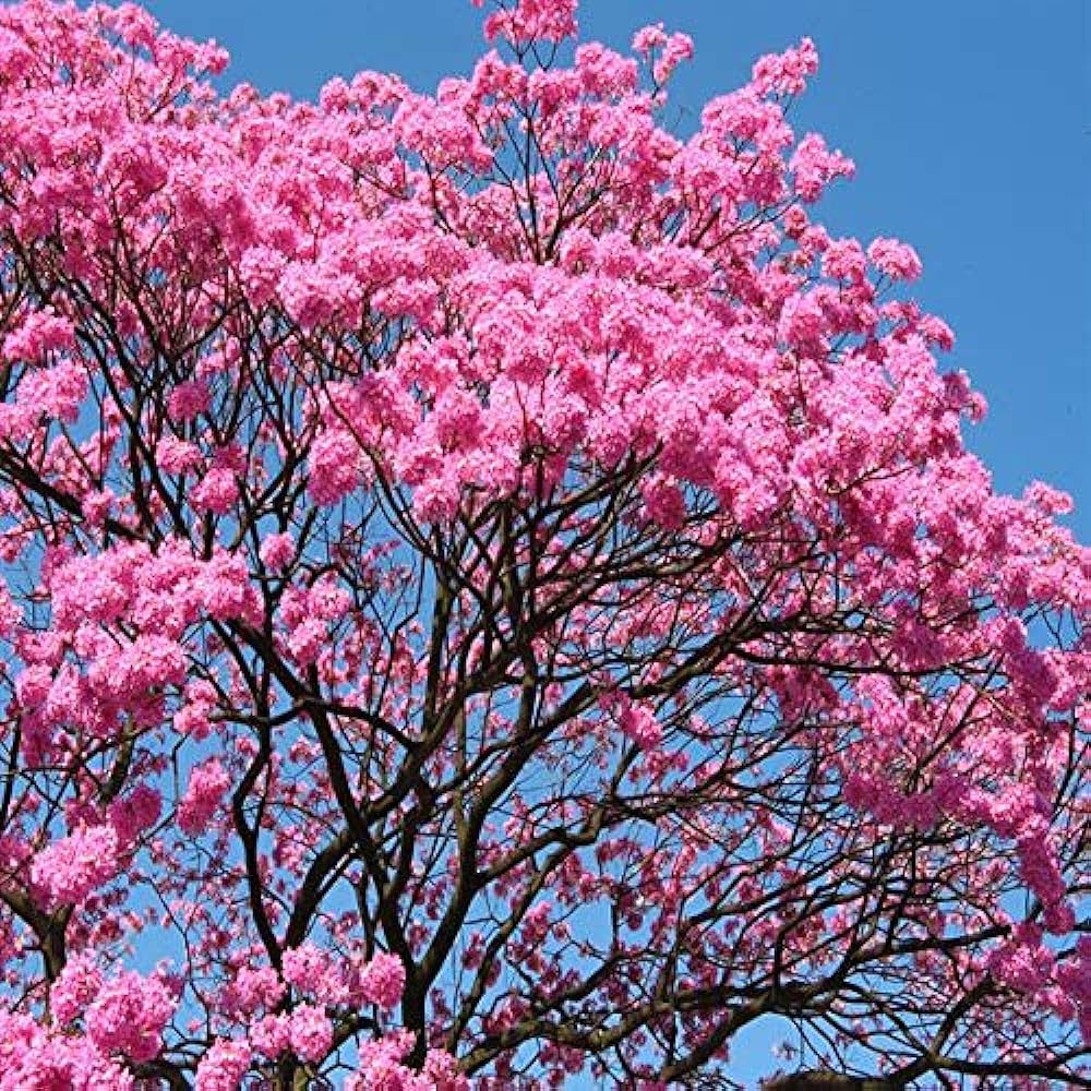 Jacaranda ( pink) Flowers Plants For Home Garden