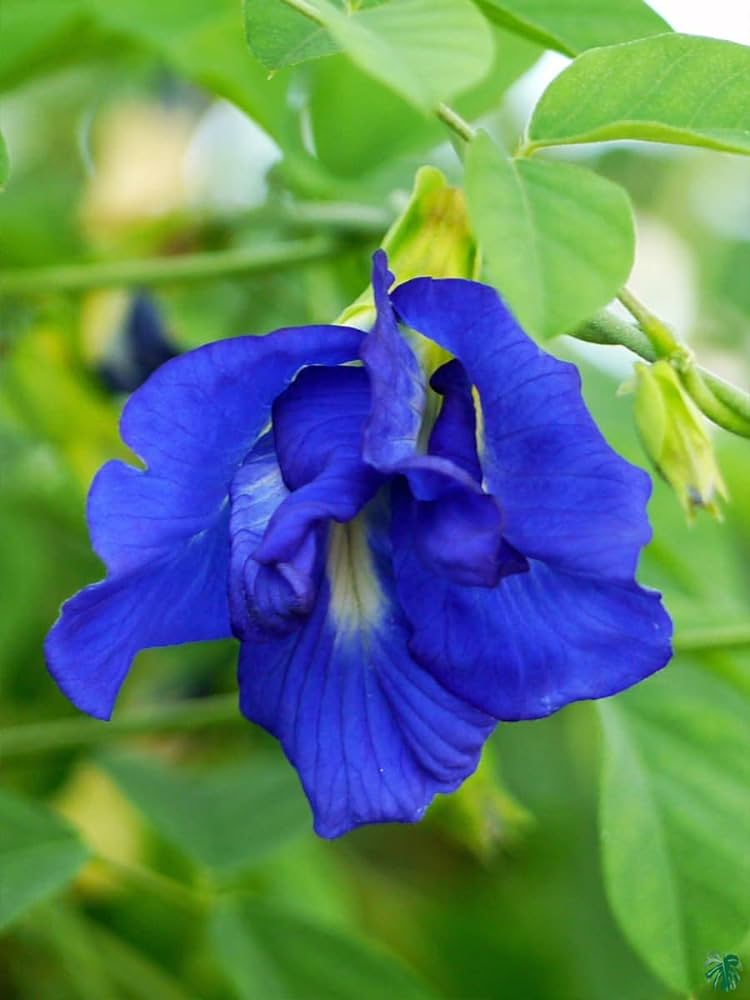 Aparajita  Flowering Plant(Blue)Colour