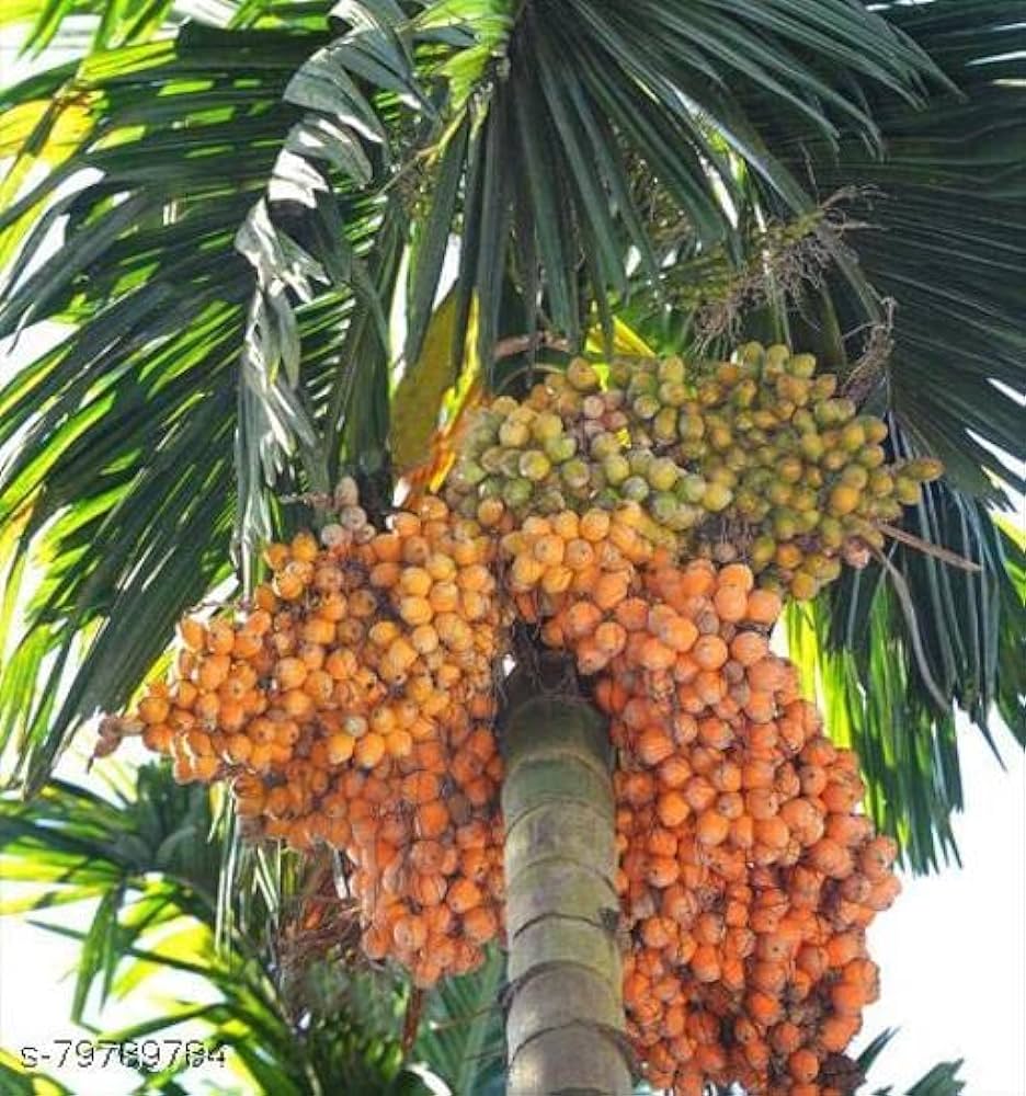 Supari Plant | Betel Nut Fruit Plant.