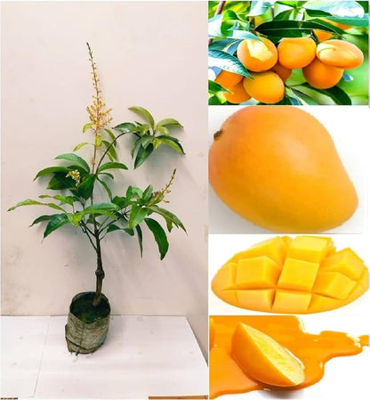 Hybrid Himsagar Mango Fruit Plant-(Gardenershub)