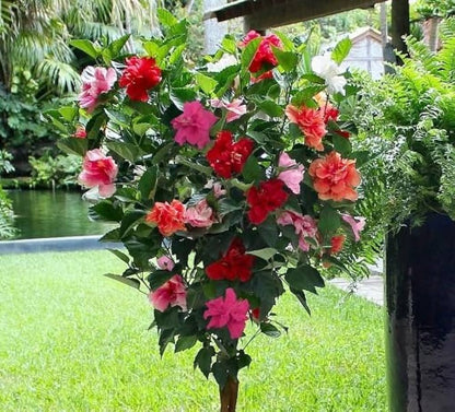 Multi-Grafted Hibiscus Plant(4-6) Colour