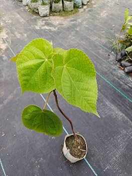 Dombeya- Flowers Plant (White Colour)-(Gardenershub)