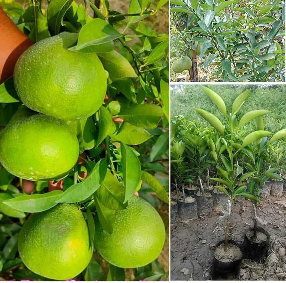 (Gardenershub) Malta Mosambi Sweet Lemon grafted fruit tree