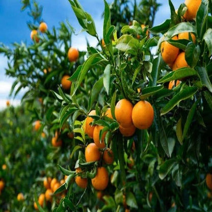 Orange-Kinnow(Grafted)- Fruit Plants & Tree