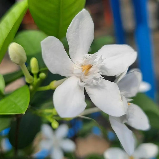 Bhutan Tagar Flower plant White colour