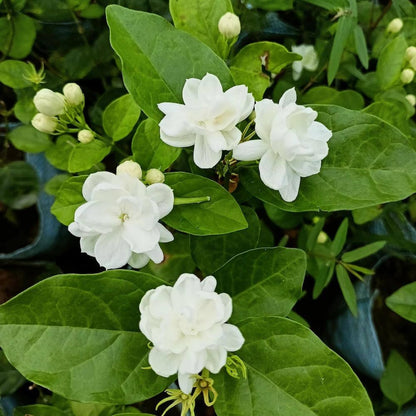 Fragrant Mogra Plant