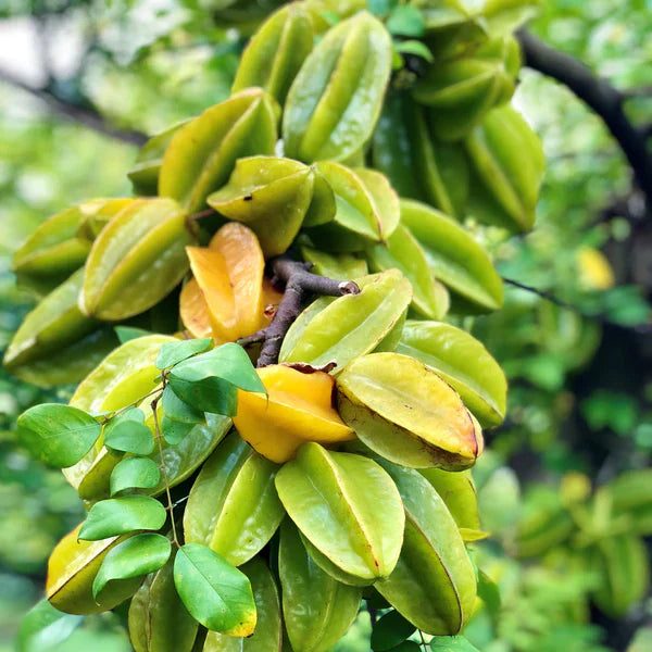 All Time Star-Fruit Grafted Plant.