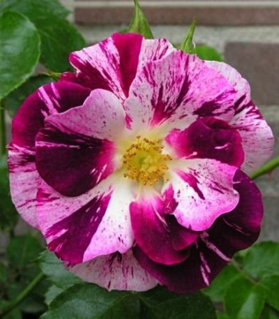 Climbing Rose Flower Plants(Purple And White)