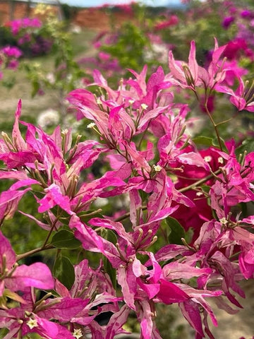 Sexy Ice Bougainvillea flower plant