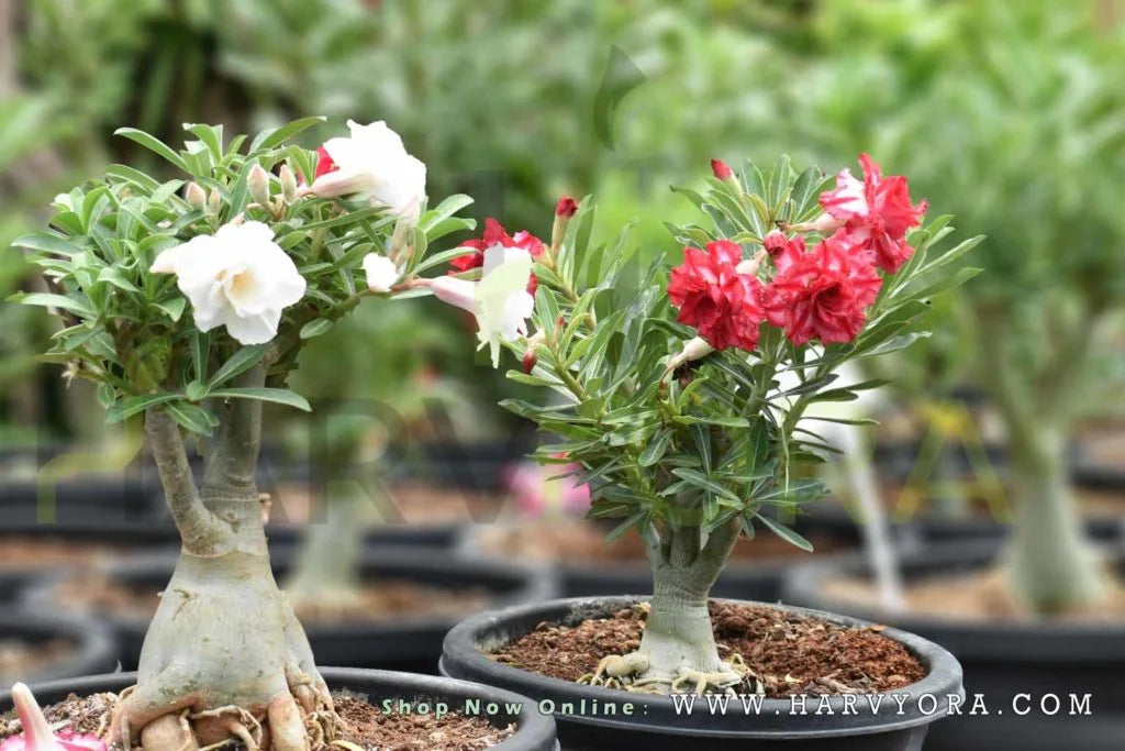 Aarabicum Adenium (Desert Rose) Plant