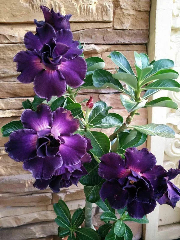 Adenium Dark Purple Plant (Grafted)