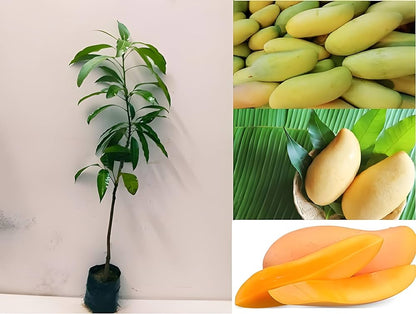 Hybrid Three Test Mango Fruit  Plant