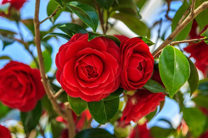 Camelia Flowers Plant For Gardening-(Gardenershub)